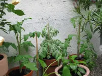 IMG_0727.webp