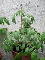 IMG_0730.webp