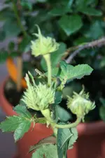 IMG_2034 - Kopie.webp