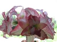 IMG_7194.webp
