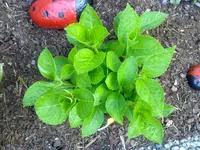 hortensien_1706b.webp