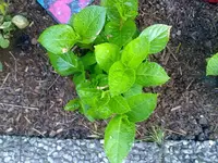 hortensien_1706a.webp