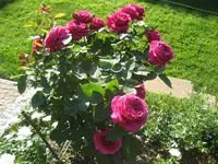 IMG_4806.webp