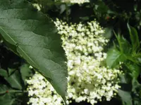 036.webp