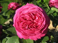 IMG_4809.webp