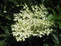 037.webp