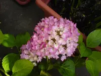 Garten 140610 008.webp