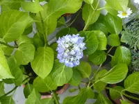 Garten 140610 009.webp