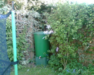 Clematis und Hibiscus.webp