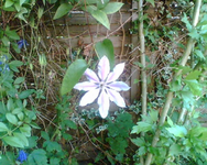 Clematisblüte.webp