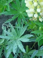 Lupine 001.webp