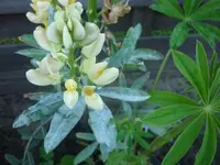 Lupine 002.webp
