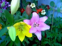 Lilien.webp