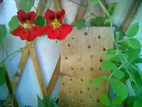 Insektenhotel.webp