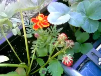 Erdbeeren.webp