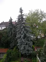 Blaufichte muß weg 02.webp