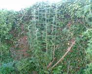 Baum Kopfseite.webp