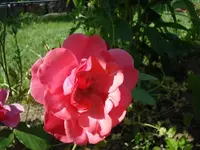 Beetrose.webp