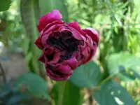 Falstaff.webp