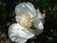 Margrit Merril.webp
