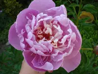 Pfingstrose.webp