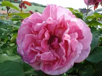 Strauchrose 1.webp