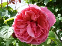 Strauchrose 2.webp