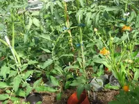 k-IMG_2880.webp