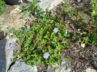 Rozanne.webp