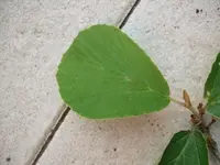 k-DSCF0142.webp