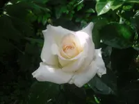 17.06.2010 009.webp