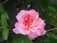 17.06.2010 015.webp