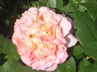 17.06.2010 027.webp
