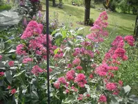 17.06.2010 029.webp