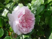 17.06.2010 034.webp