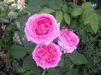 17.06.2010 036.webp