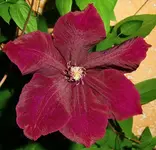 1 (1) (Medium).webp