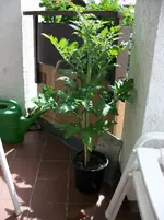 MD001066_800x800_100KB.webp