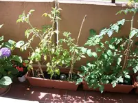 MD001068_800x800_100KB.webp