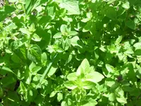 16.06 033.webp