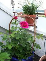 25933.webp