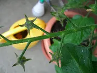 CIMG3262.webp
