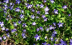 Glockenblume.webp