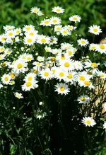Margeriten.webp
