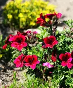 rote Mini-Petunie.webp