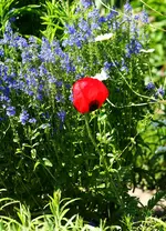 türkischer Mohn vor Ehrenpreis.webp