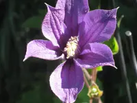011.webp