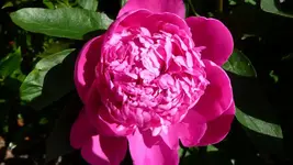 K800_17.6 023.webp