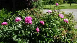 K800_17.6 024.webp