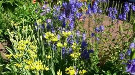 K800_Ehrenpreis u. Allium.webp